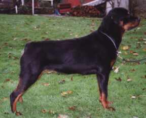 102.jpg (8505 bytes)