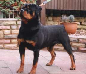 103.jpg (9117 bytes)