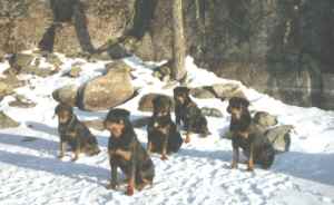 finland.jpg (8220 bytes)