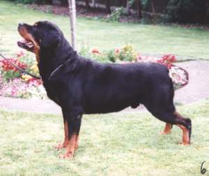 hismastersvoice2.jpg (11696 bytes)