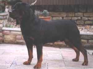 lionheart.jpg (6055 bytes)