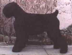 robroyd.jpg (5856 bytes)