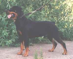 sirus.jpg (8739 bytes)