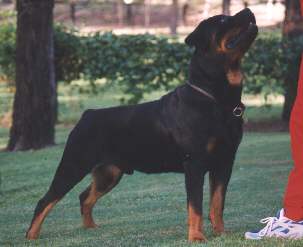 terminalvelocity.jpg (10968 bytes)