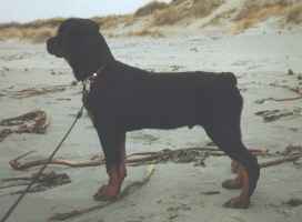 timelord.jpg (5661 bytes)