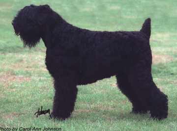 vasilig.jpg (10130 bytes)