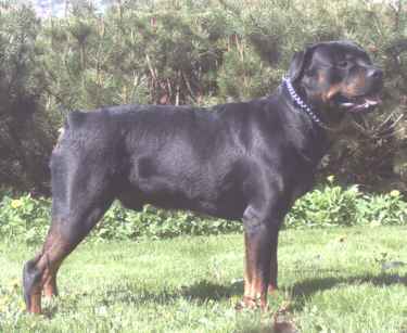 xerces.jpg (16242 bytes)